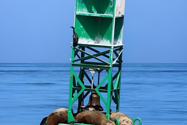 Port Townsend Wildlife Watching Boat Cruise