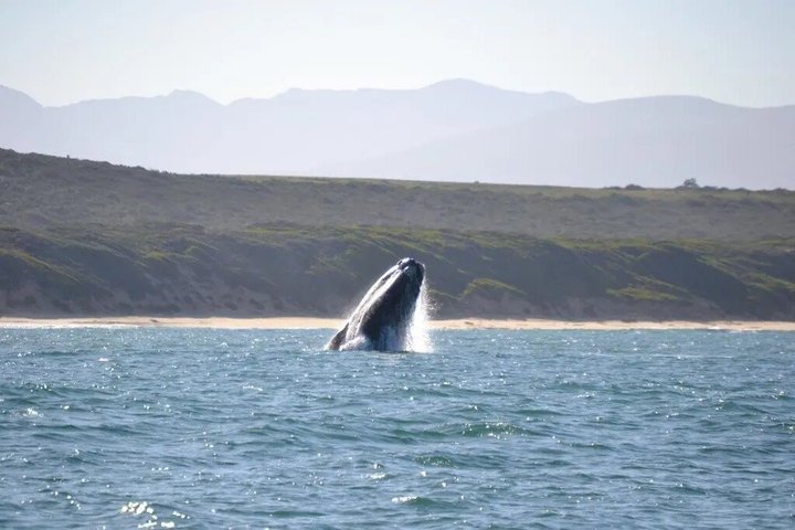 Mossel Bay Whale Watching Tours