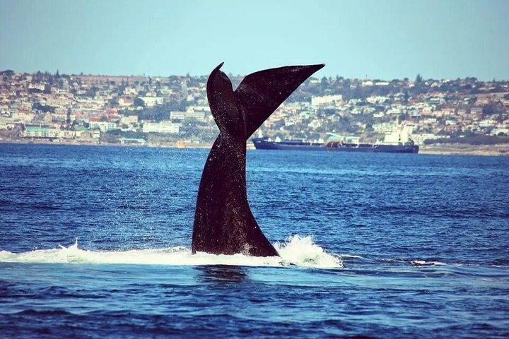 Mossel Bay Whale Watching Tours
