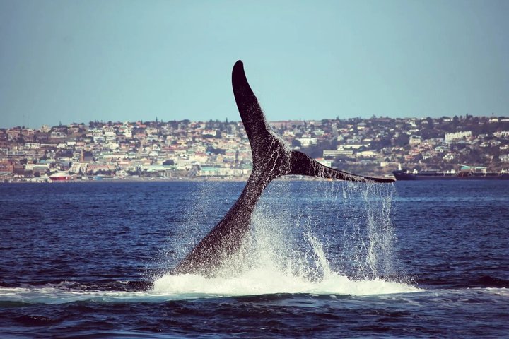 Mossel Bay Whale Watching Tours