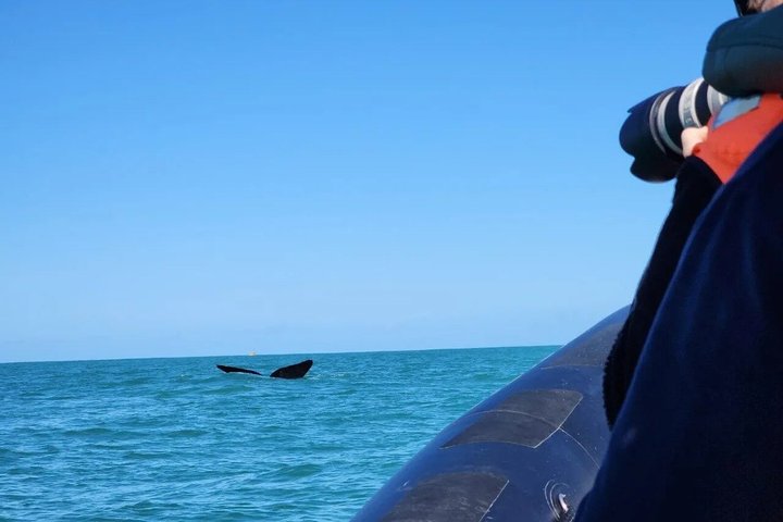 Mossel Bay Whale Watching Tours