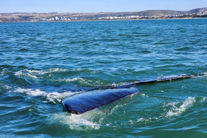 Mossel Bay Whale Watching Tours