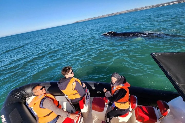 Mossel Bay Whale Watching Tours