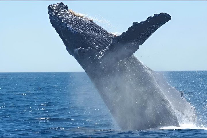 Mossel Bay Whale Watching Tours