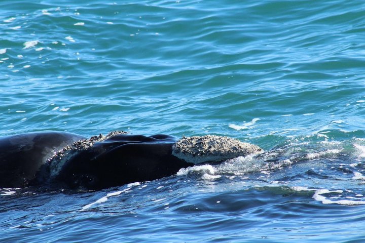 Mossel Bay Whale Watching Tours