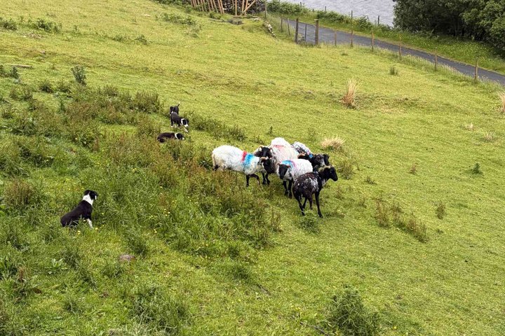 Small Group Kylemore Abbey, Sheepdog Demo & Connemara Tour