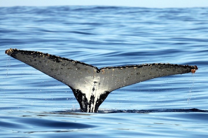 Whale Watching Adventure in Gansbaai