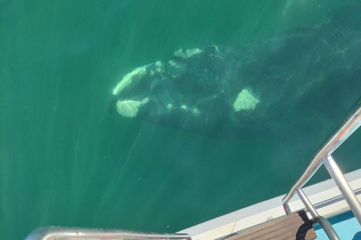 Whale Watching Adventure in Gansbaai