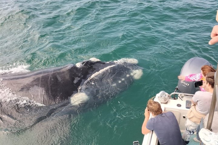 Whale Watching Adventure in Gansbaai