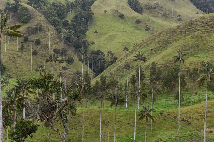 Tour coffee cultural landscape
