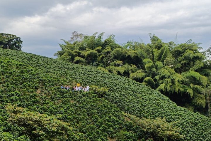 Tour coffee cultural landscape