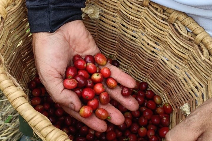 Tour coffee cultural landscape