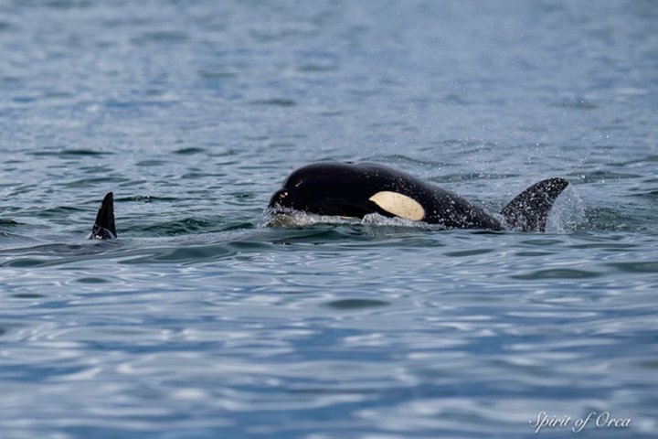 Port Townsend Wildlife Watching Boat Cruise
