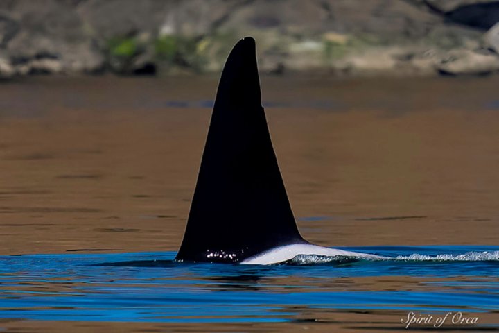 Port Townsend Wildlife Watching Boat Cruise