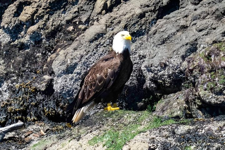 Port Townsend Wildlife Watching Boat Cruise