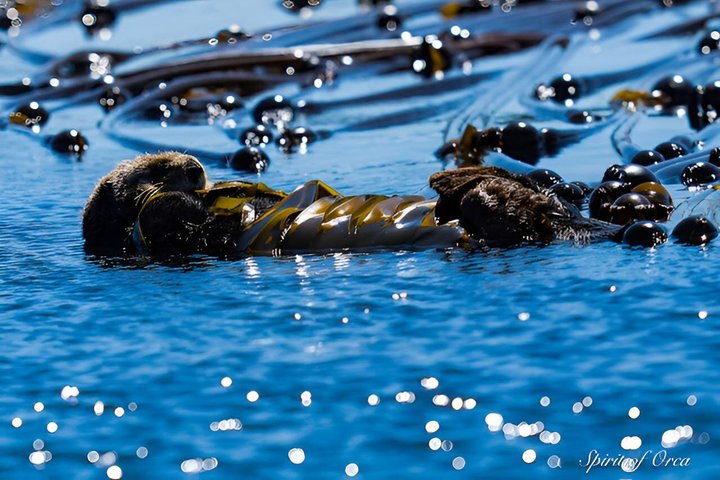 Port Townsend Wildlife Watching Boat Cruise