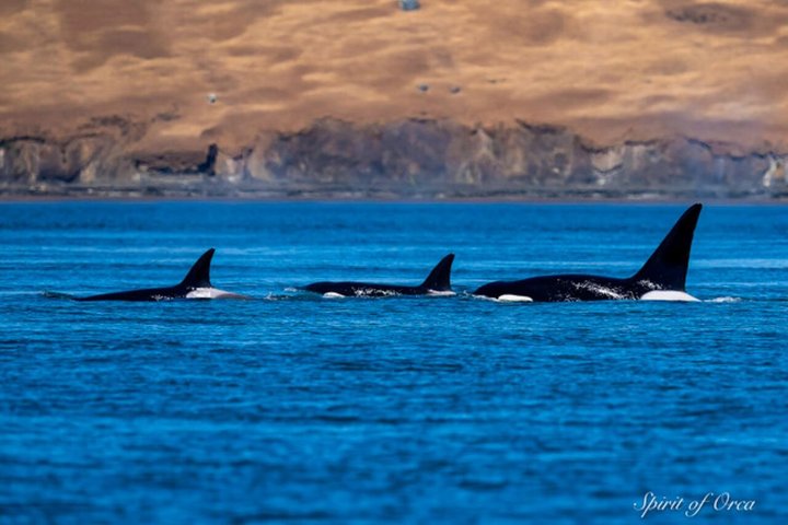 Port Townsend Wildlife Watching Boat Cruise