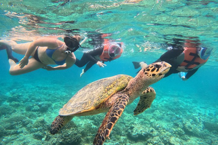 Shared Snorkeling Adventure to Menjangan Island Bali