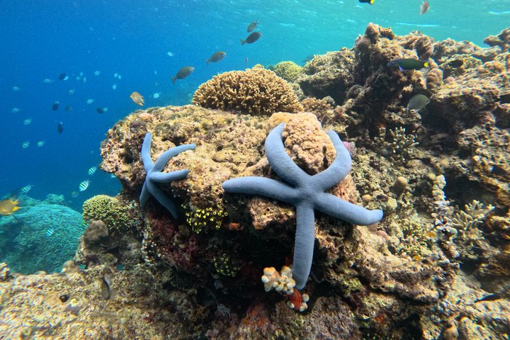 Shared Snorkeling Adventure to Menjangan Island Bali