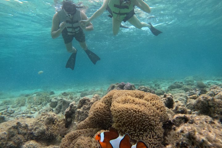 Shared Snorkeling Adventure to Menjangan Island Bali