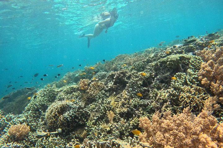 Shared Snorkeling Adventure to Menjangan Island Bali