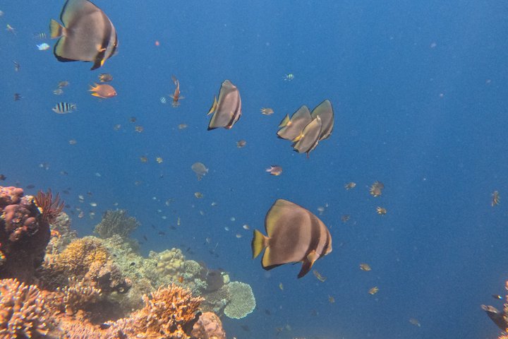 Shared Snorkeling Adventure to Menjangan Island Bali