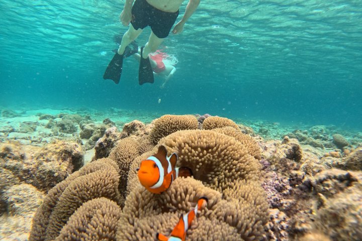 Shared Snorkeling Adventure to Menjangan Island Bali