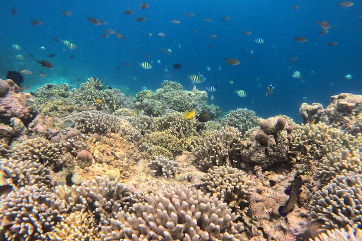Shared Snorkeling Adventure to Menjangan Island Bali