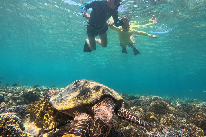 Shared Snorkeling Adventure to Menjangan Island Bali