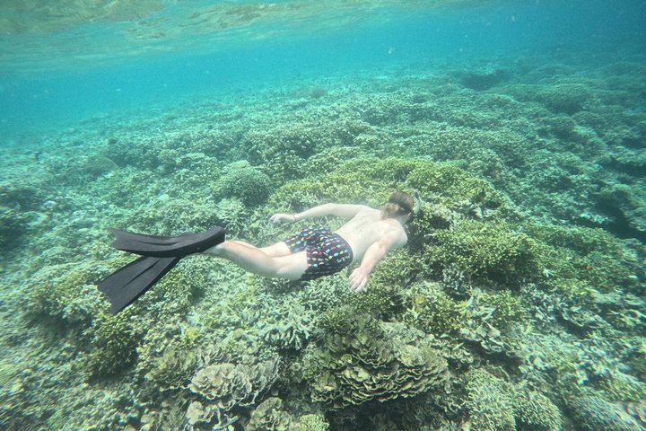 Shared Snorkeling Adventure to Menjangan Island Bali