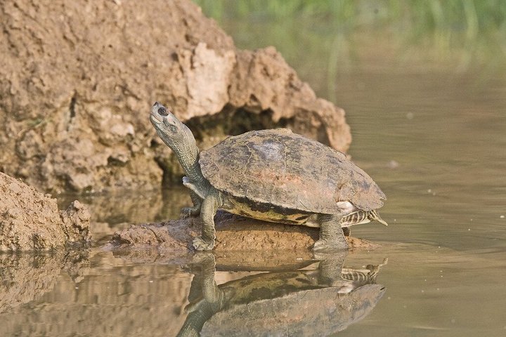 Half Day Chambal River Safari Tour from Ranthambore