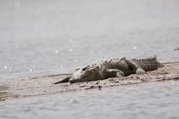 Half Day Chambal River Safari Tour from Ranthambore
