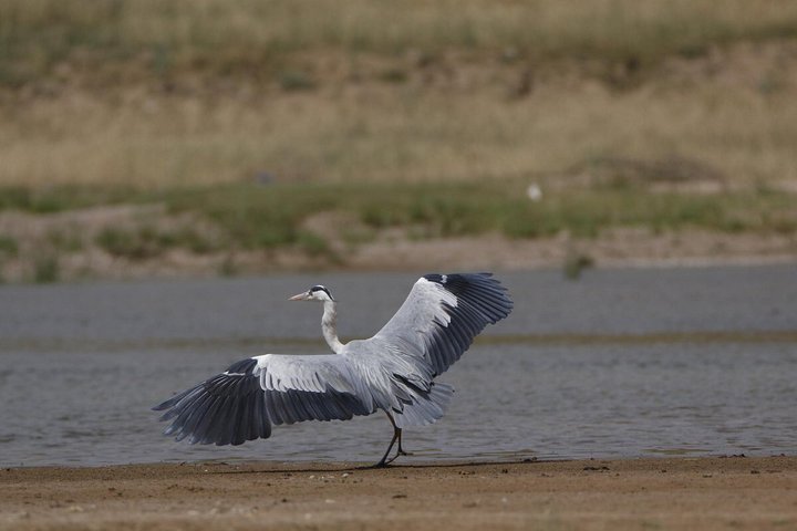 Half Day Chambal River Safari Tour from Ranthambore