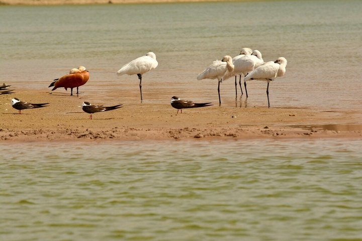 Half Day Chambal River Safari Tour from Ranthambore
