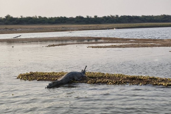 Half Day Chambal River Safari Tour from Ranthambore