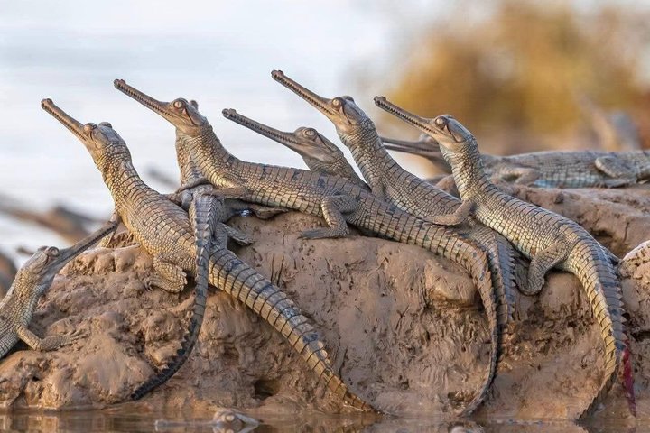 Half Day Chambal River Safari Tour from Ranthambore