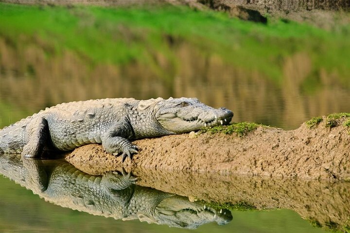 Half Day Chambal River Safari Tour from Ranthambore
