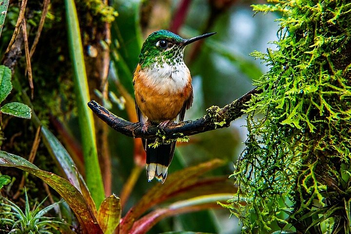 Mindo Cloud Forest Private Tour: Chocolate, Coffee, Birds, Nature
