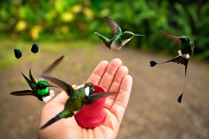 Mindo Cloud Forest Private Tour: Chocolate, Coffee, Birds, Nature