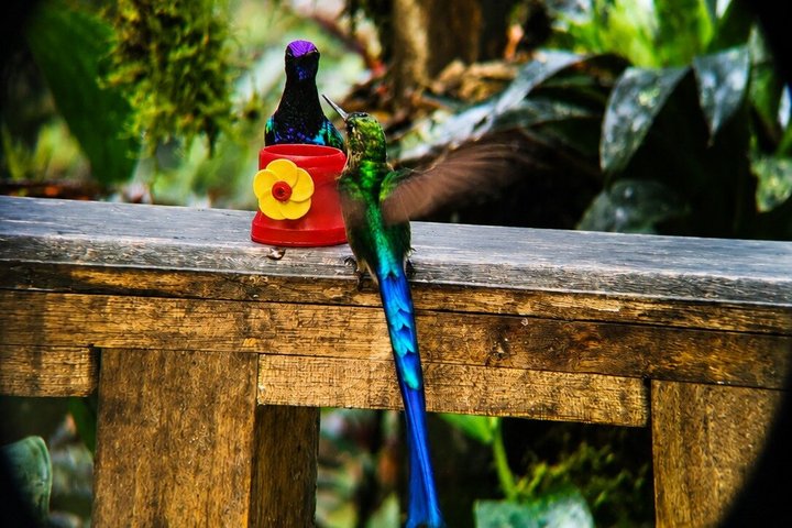 Mindo Cloud Forest Private Tour: Chocolate, Coffee, Birds, Nature