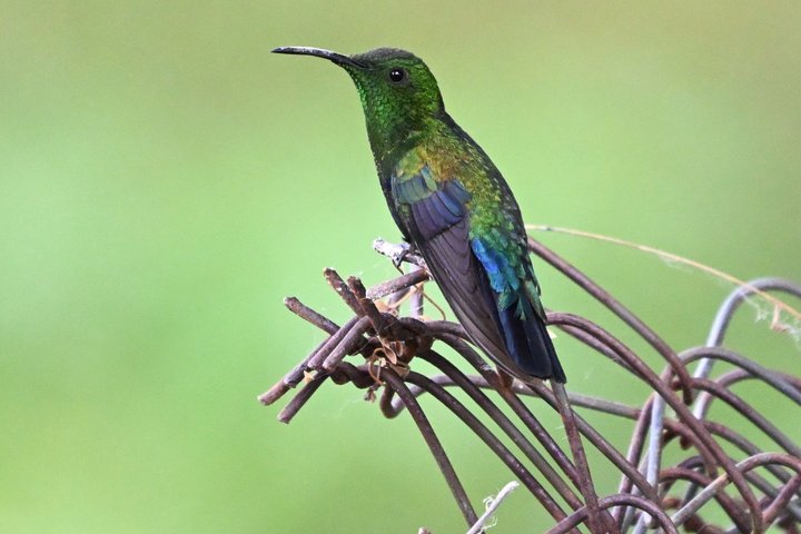 Bird Watching Tour with the Montserrat's 'Bird Whisperer'