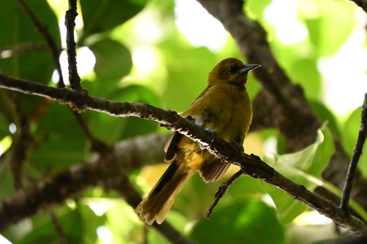 Bird Watching Tour with the Montserrat's 'Bird Whisperer'