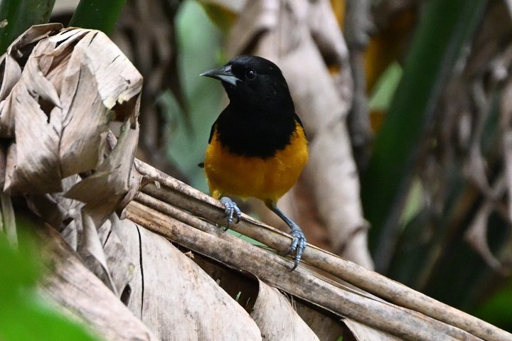 Bird Watching Tour with the Montserrat's 'Bird Whisperer'