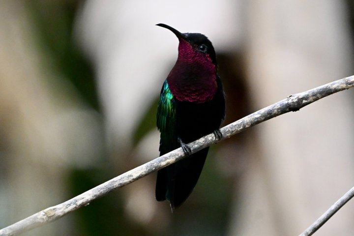 Bird Watching Tour with the Montserrat's 'Bird Whisperer'