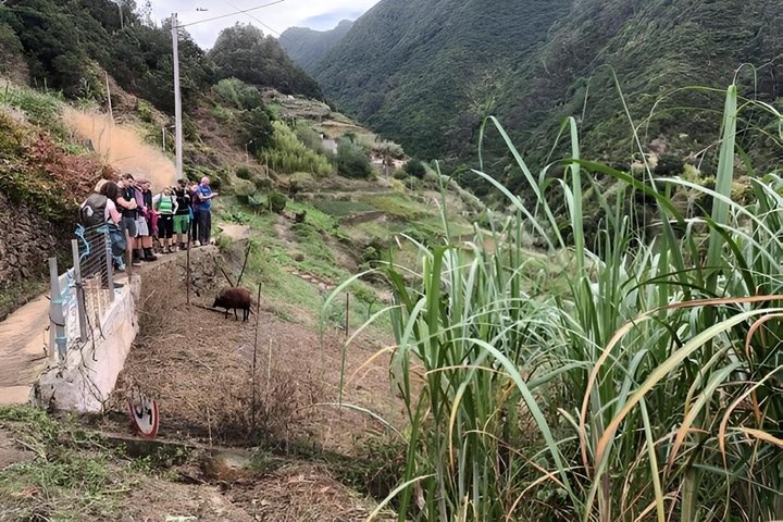 Madeira Larano Cliff Guided Walk