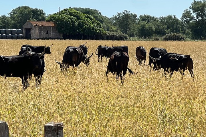 Montpellier Guided Ride in Little Camargue by Electric Bike