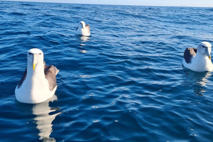 Harbour, Albatross and Wildlife Cruise on Otago Harbour
