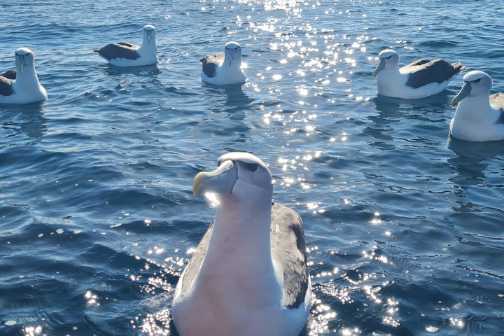 Harbour, Albatross and Wildlife Cruise on Otago Harbour