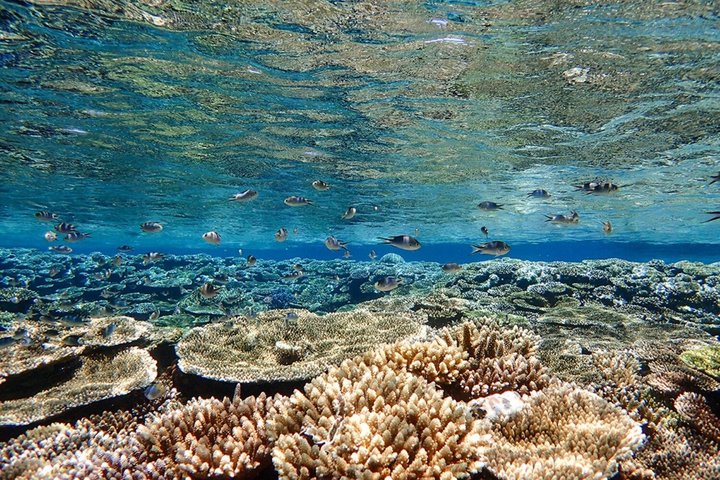 Okinawa Ishigaki Blue Cave Snorkeling Tour