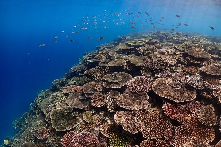 Okinawa Ishigaki Phantom Island and Blue Cave Snorkeling